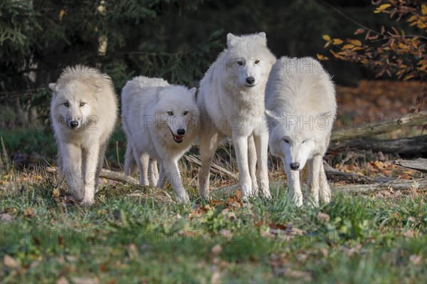 Arctic wolf (Canis lupus arctos)