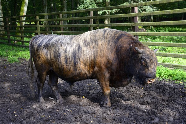 Zubron (Bos taurus x Bison bonasus)