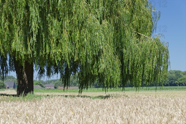 Weeping willow (Salix babylonica) in wheat field