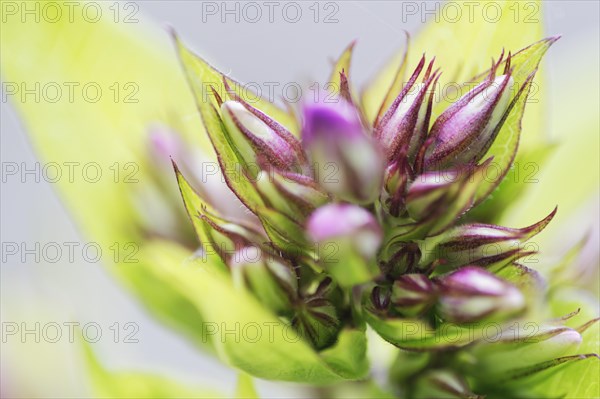 Garden phlox (Phlox paniculata)