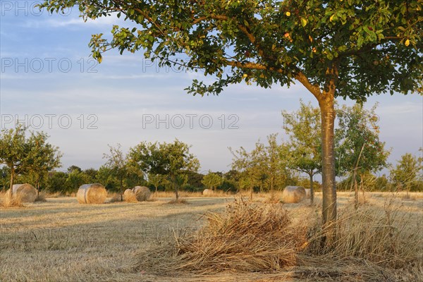 Hay bales in meadow orchard