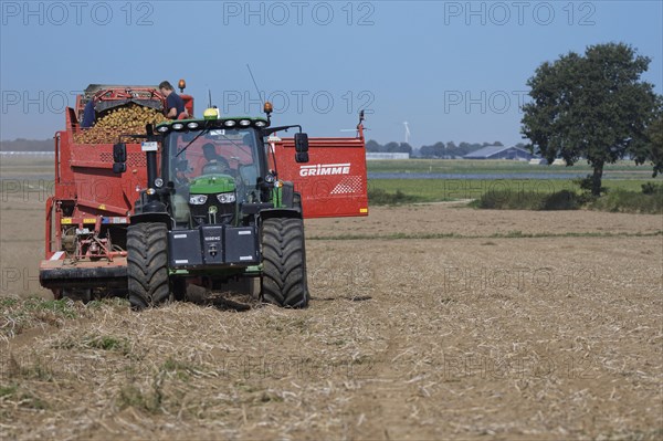 Mechanical potato harvest