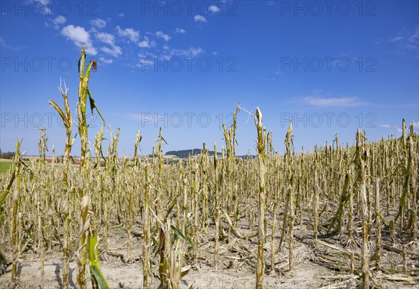 Maize (Zea mays) plants in a field with hail damage after a heavy storm