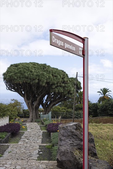 Canary Islands dragon tree (Dracaena draco) twin dragon tree