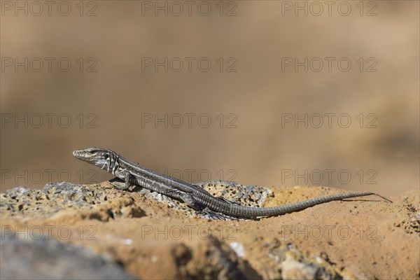 Female Gallotia galloti (Gallotia galloti palmae) El Paso