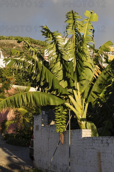 Banana plant (Musa) Tazacorte