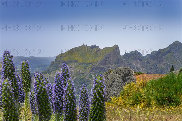 Echium candicans