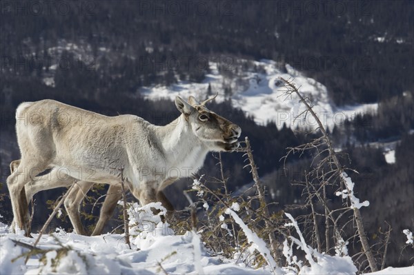 Forest caribou (Rangifer tarandus caribou)