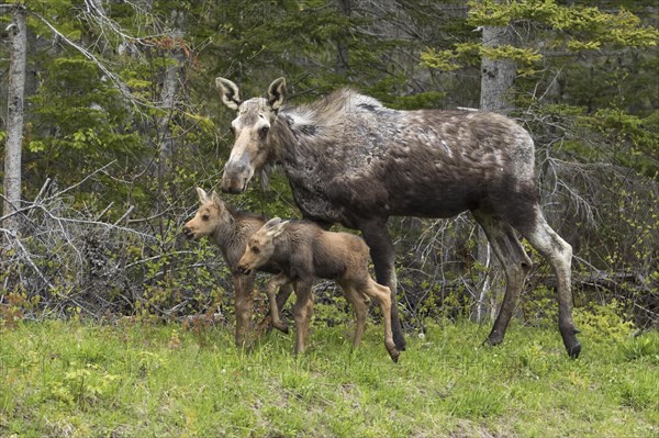 American elk