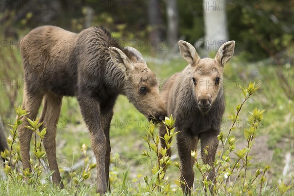 American elk