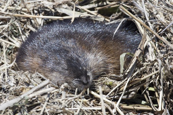 Muskrat (Ondatra zibethicus) dormant