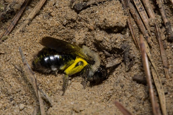 Grey-backed Mining-bee (Andrena vaga)