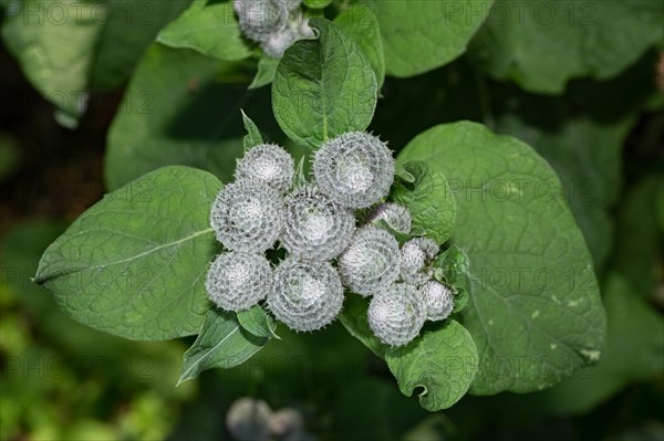 Woolly burdock (Arctium tomentosum)