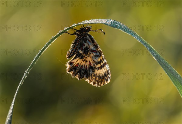 Southern festoon (Zerynthia polyxena)