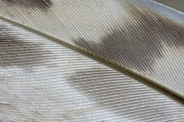 Spring detail