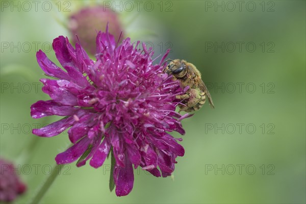 Sweat Bee (Halictus scabiosae) (Scabiosa) Scabiose
