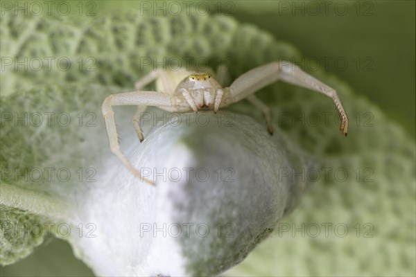 Goldenrod crab spider (Misumena vatia) with cocoon