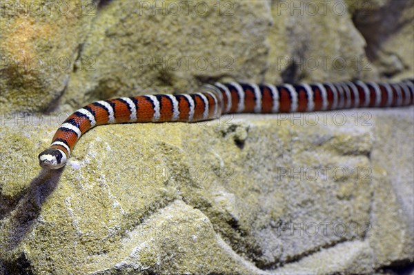 Arizona mountain kingsnake (Lampropeltis pyromelana)