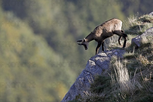 Chamois (Rupicapra rupicapra)