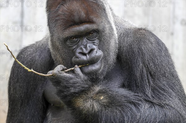 Western lowland gorilla (Gorilla gorilla)