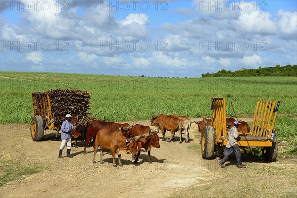 Oxcart