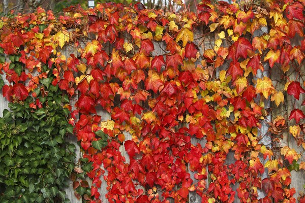 Wild vine (Parthenocissus tricuspidata) and ivy (Hedera helix) at a privacy fence