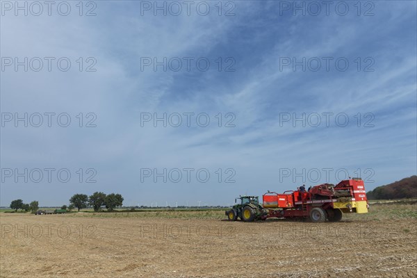 Mechanical potato harvest