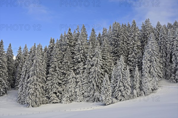 Winter Landscape