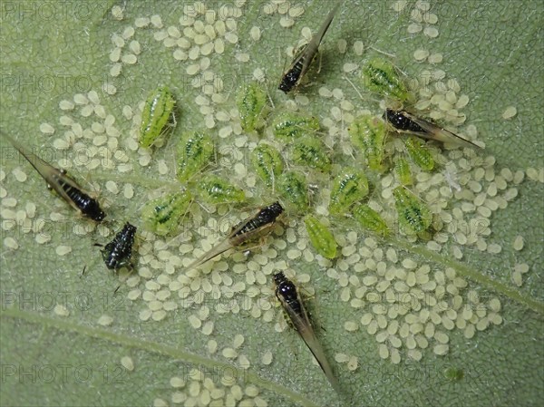 Sycamore aphid (Periphyllus)