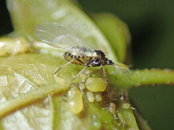 Plantlouse (Aphididae)