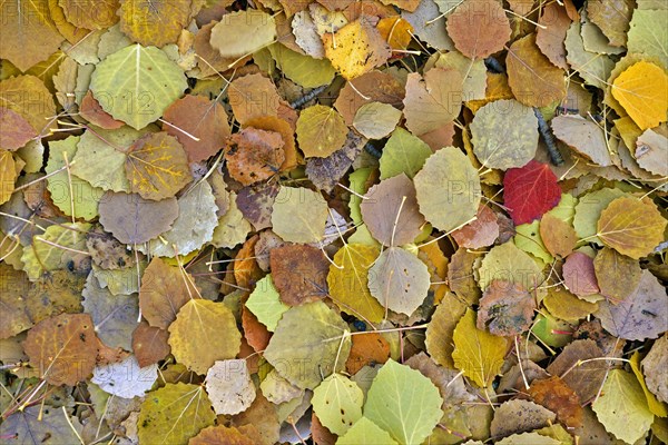 Aspen (Populus tremula) leaves in autumn colours
