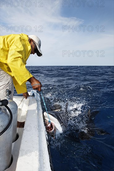 Man in boat baits Grey reef shark (Carcharhinus amblyrhynchos) with fish on line