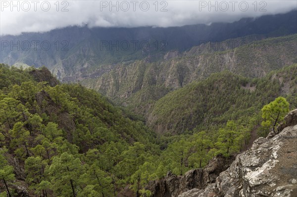 Canary Island pine (Pinus canariensis)