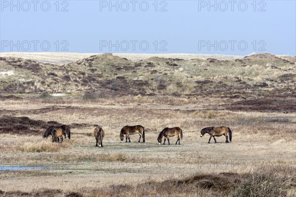 Exmoor Pony