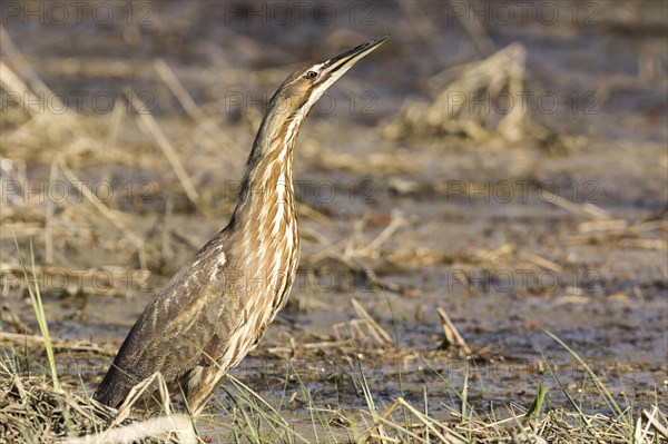 American bittern (Botaurus lentiginosus)