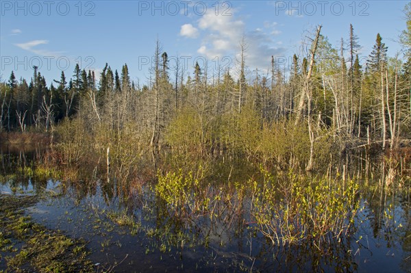 Flooded forest