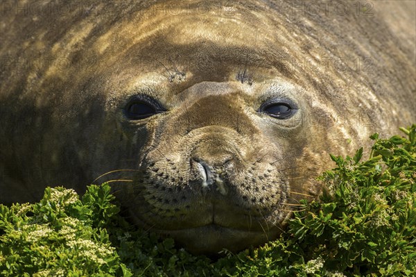 Sealion Island