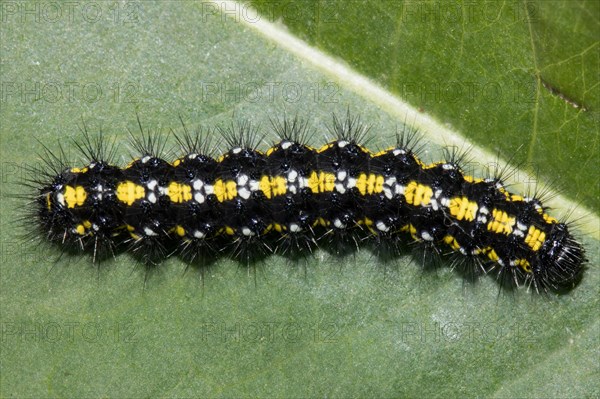 Scarlet tiger moth (Callimorpha dominula)