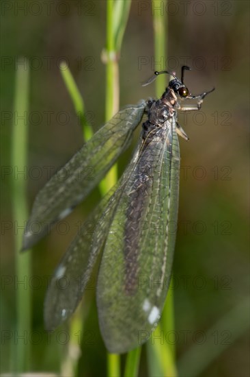 Common antlion (Myrmeleon formicarius)