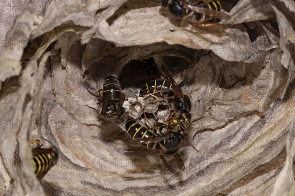 Median wasp (Dolichovespula media)