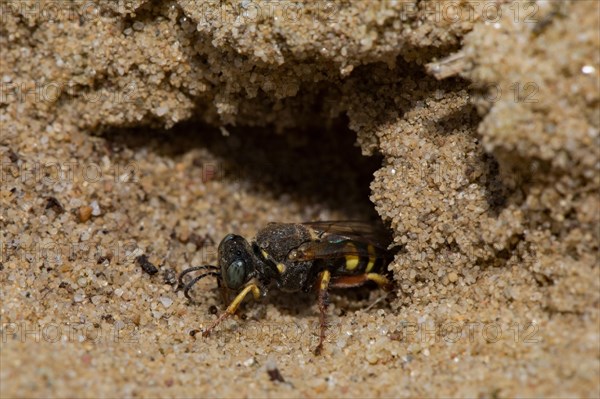 Small-scale (Oxybelus argentatus) sympatric digger wasp