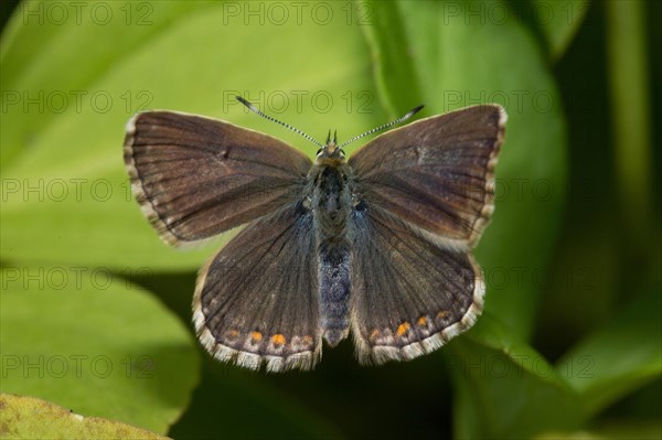 Northern brown argus (Aricia artaxerxes)