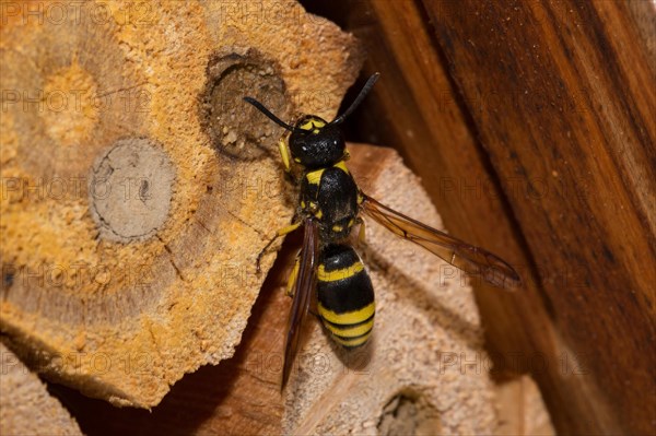 Mason wasp