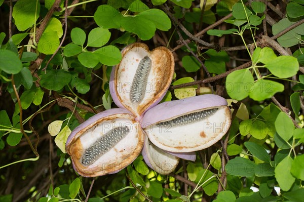 Chocolate (Akebia quinata) vine