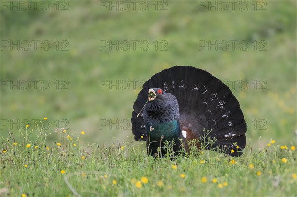 Western capercaillie (Tetrao urogallus)