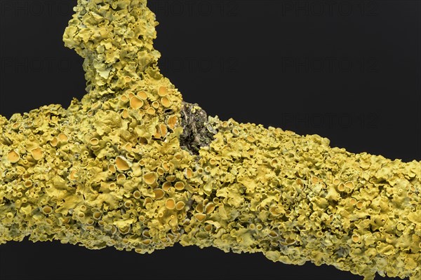 Wall yellow braiding (Xanthoria parietina)