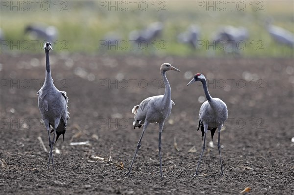 Cranes (Grus grus)