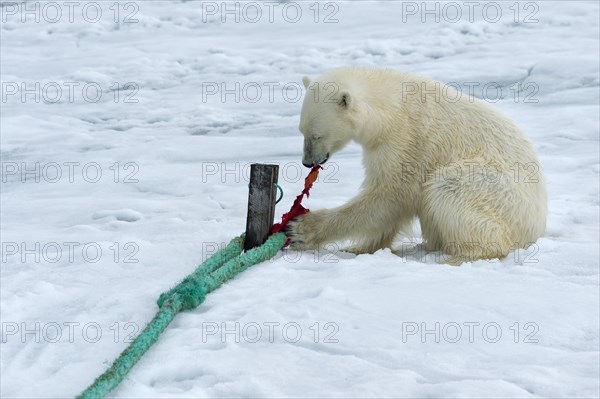 Polar bear (Ursus maritimus) inspects rope and chews on mast of expedition ship