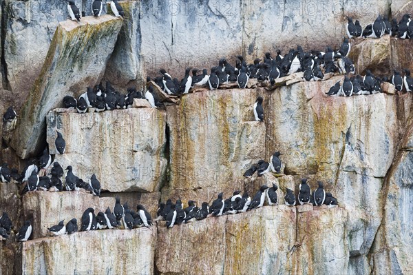 Thick-billed murre (Uria lomvia) or guillemot colony