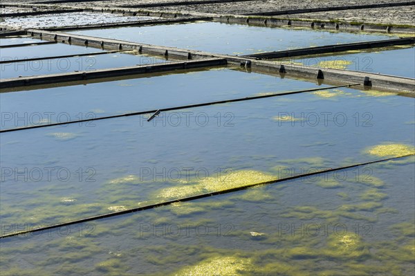 Seaweed growing in the saltworks